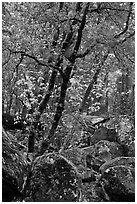 Boulders and newly leafed tree, Happy Isles. Yosemite National Park ( black and white)