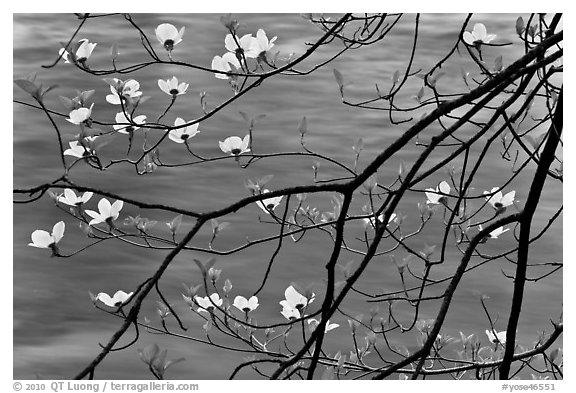 Dogwood blooms and flowing water. Yosemite National Park (black and white)