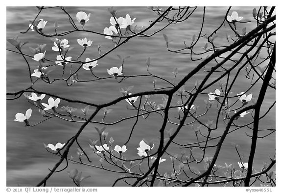 Dogwood blooms and flowing water. Yosemite National Park, California, USA.