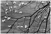 Dogwood blooms and flowing water. Yosemite National Park, California, USA. (black and white)