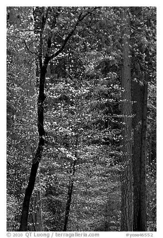 Forest with dogwood blooming. Yosemite National Park (black and white)