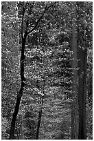 Forest with dogwood blooming. Yosemite National Park ( black and white)