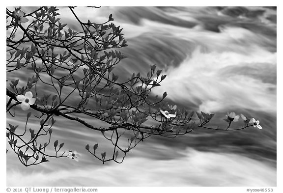 Dogwood branch and Merced River rapids. Yosemite National Park, California, USA.