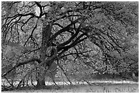 Elm tree in spring. Yosemite National Park, California, USA. (black and white)