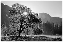 Sun through Elm Tree in the spring. Yosemite National Park, California, USA. (black and white)