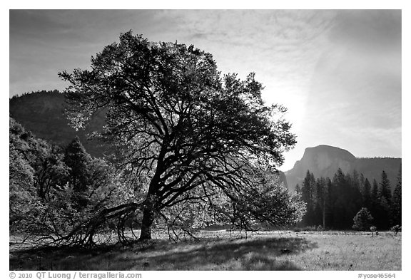 Cooks Meadow, Elm Tree, and Half-Dome. Yosemite National Park (black and white)