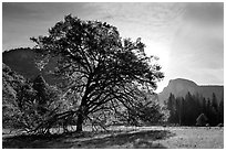 Cooks Meadow, Elm Tree, and Half-Dome. Yosemite National Park, California, USA. (black and white)