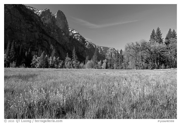 Wildflowers in flooded Cook Meadow,. Yosemite National Park (black and white)