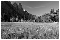 Wildflowers in flooded Cook Meadow,. Yosemite National Park, California, USA. (black and white)