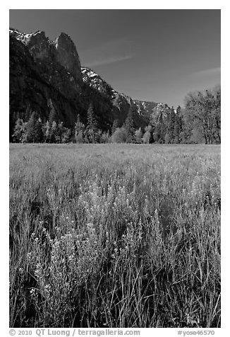 Wildflowers, Cook Meadow, and Sentinel Rock. Yosemite National Park, California, USA.