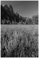 Wildflowers, Cook Meadow, and Sentinel Rock. Yosemite National Park, California, USA. (black and white)