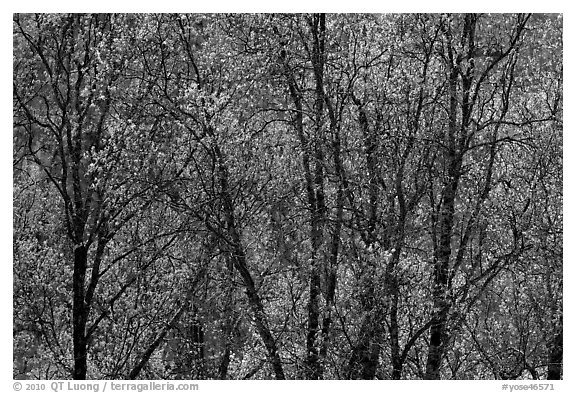 New black oak buds. Yosemite National Park (black and white)