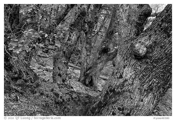 Oak trees on forested slopes. Yosemite National Park (black and white)