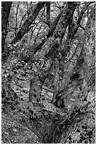 Gnarled Oak tree branches. Yosemite National Park ( black and white)