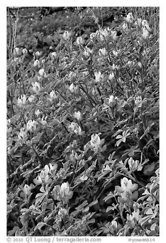 Wildflowers. Yosemite National Park (black and white)