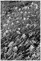 Wildflowers. Yosemite National Park ( black and white)