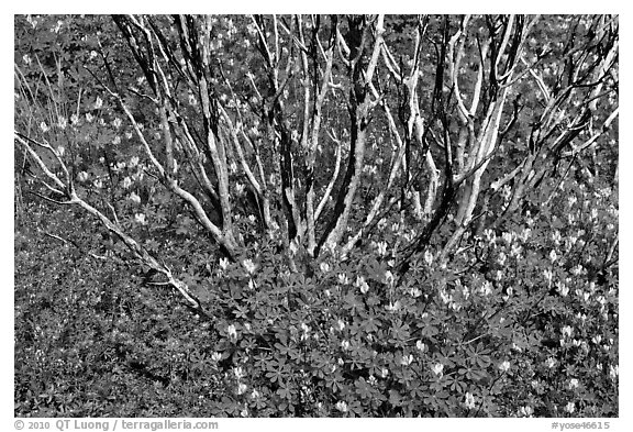 Wildflowers and manzanita. Yosemite National Park (black and white)