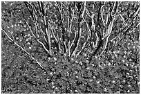 Wildflowers and manzanita. Yosemite National Park, California, USA. (black and white)