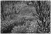 Burned manzanita and spring wildflowers. Yosemite National Park, California, USA. (black and white)