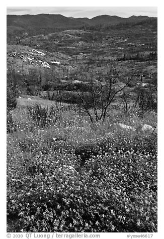 Wildflowers near Foresta. Yosemite National Park (black and white)