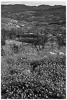 Wildflowers near Foresta. Yosemite National Park ( black and white)