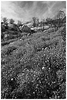 Wildflowers in burned area. Yosemite National Park, California, USA. (black and white)