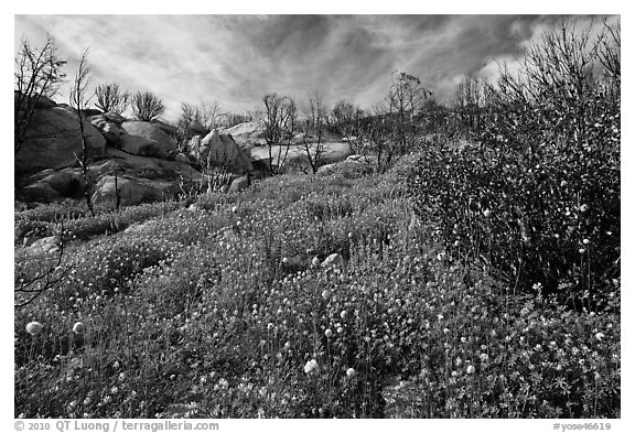 Wildflower carpets burned forest. Yosemite National Park, California, USA.