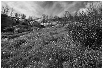 Wildflower carpets burned forest. Yosemite National Park, California, USA. (black and white)