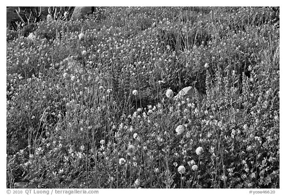 Carpet of wildflowers. Yosemite National Park, California, USA.