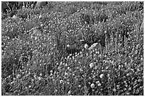 Carpet of wildflowers. Yosemite National Park, California, USA. (black and white)