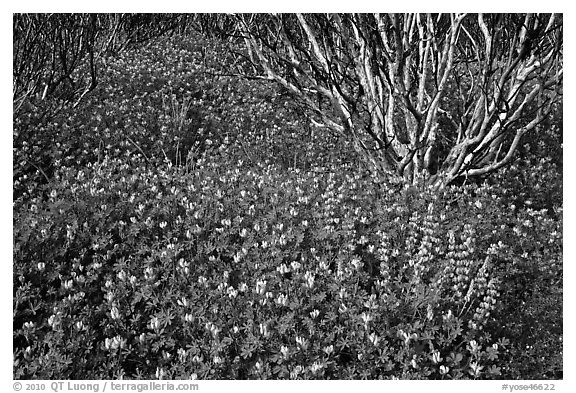 Lupine and manzanita. Yosemite National Park (black and white)