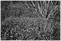 Lupine and manzanita. Yosemite National Park, California, USA. (black and white)
