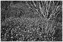 Lupine and manzanita. Yosemite National Park, California, USA. (black and white)