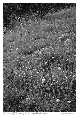 Wildflower-covered slope. Yosemite National Park, California, USA.