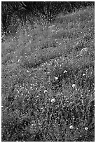 Wildflower-covered slope. Yosemite National Park, California, USA. (black and white)