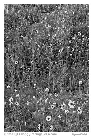 Sunflowers and lupine. Yosemite National Park (black and white)