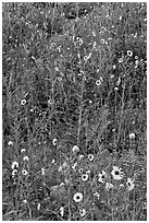 Sunflowers and lupine. Yosemite National Park, California, USA. (black and white)