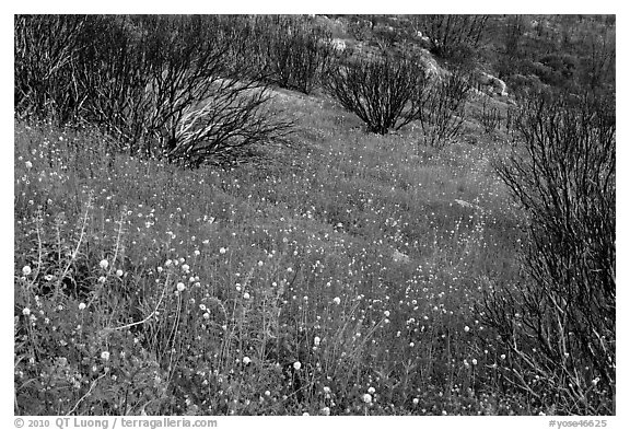 Burned slope covered by thick wildflower carpet. Yosemite National Park (black and white)