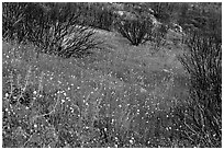 Burned slope covered by thick wildflower carpet. Yosemite National Park, California, USA. (black and white)