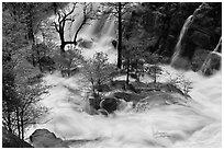 Islet of trees at confluence, Cascade Creek. Yosemite National Park, California, USA. (black and white)