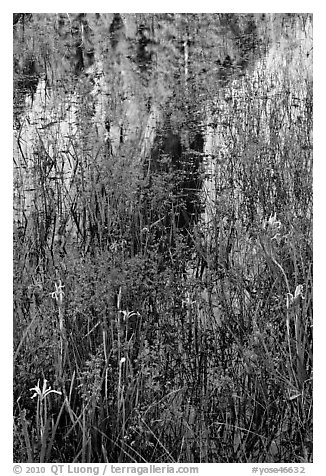 Irises and Cathedral Rocks reflections. Yosemite National Park (black and white)