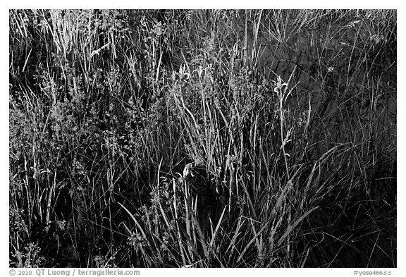 Irises and reflections, El Capitan Meadow. Yosemite National Park (black and white)