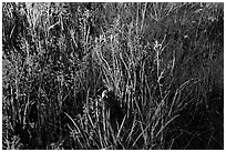 Irises and reflections, El Capitan Meadow. Yosemite National Park, California, USA. (black and white)