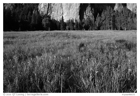 Irises, flooded El Capitan Meadow, and Cathedral Rocks. Yosemite National Park (black and white)