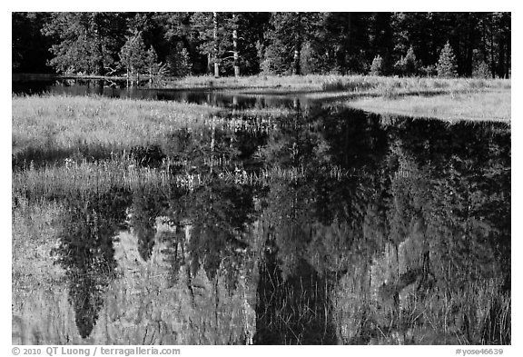 Unusual El Capitan Meadow reflections. Yosemite National Park (black and white)