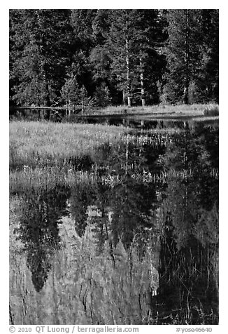 Cathedral Rocks reflected in seasonal pond. Yosemite National Park, California, USA.