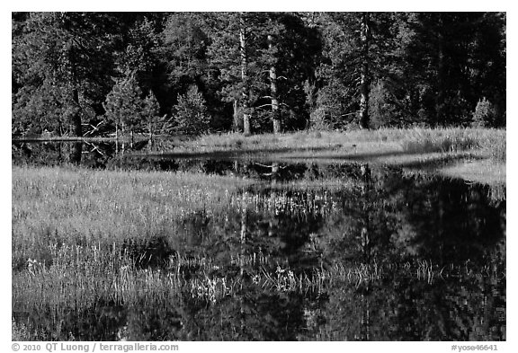 Irises and seasonal pond, El Capitan Meadow. Yosemite National Park, California, USA.