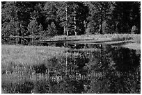 Irises and seasonal pond, El Capitan Meadow. Yosemite National Park, California, USA. (black and white)