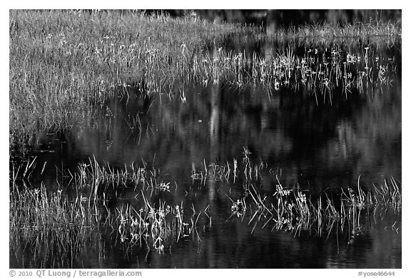 Irises, seasonal pond, and reflections. Yosemite National Park (black and white)