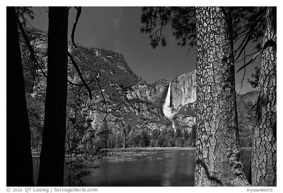 Yosemite Falls and flooded meadow framed by pines. Yosemite National Park, California, USA.
